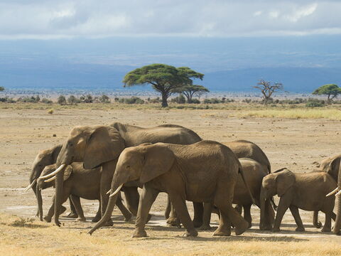 Ruaha – Entdeckertour im wilden Herzen Tansanias
