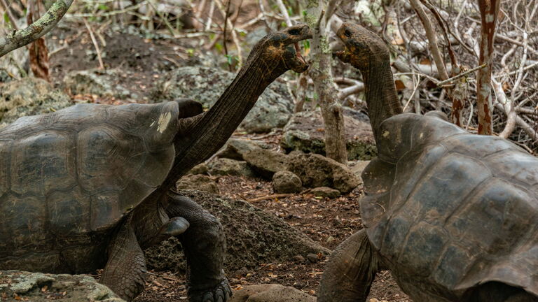 Erste Begegnung mit Galápagos‑Riesenschildkröten