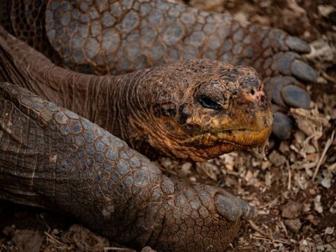 Galápagos – 14‑tägige Entdeckertour durch Urzeitwelt und Regenwald