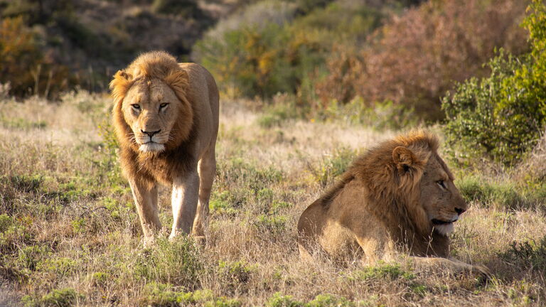 Fußwanderung und Nachmittags‑Safari im Südluangwa
