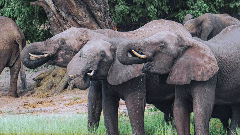 Safari im Chobe‑Nationalpark und Weiterfahrt nach Nata