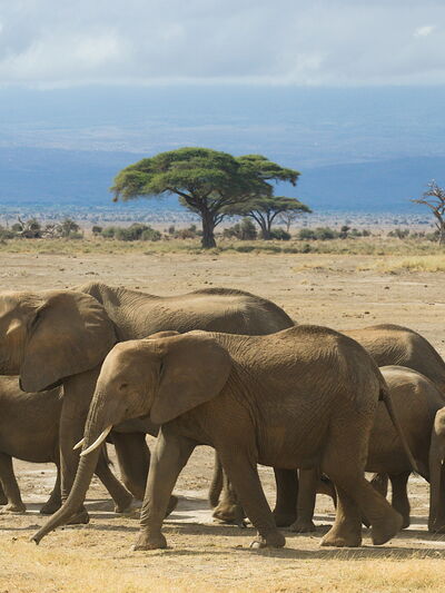 Ruaha – Entdeckertour im wilden Herzen Tansanias