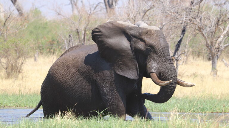Safaris im Bwabwata‑Nationalpark