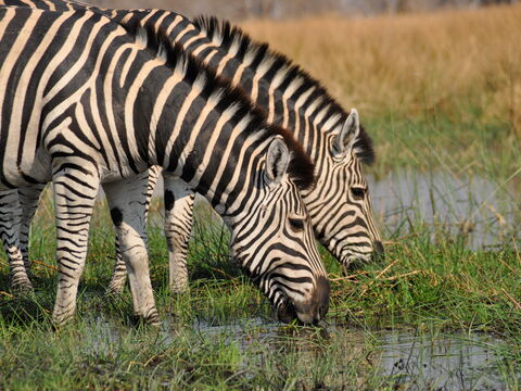 Buffalo – Wildes Naturerlebnis durch Simbabwe, Botswana und Namibia