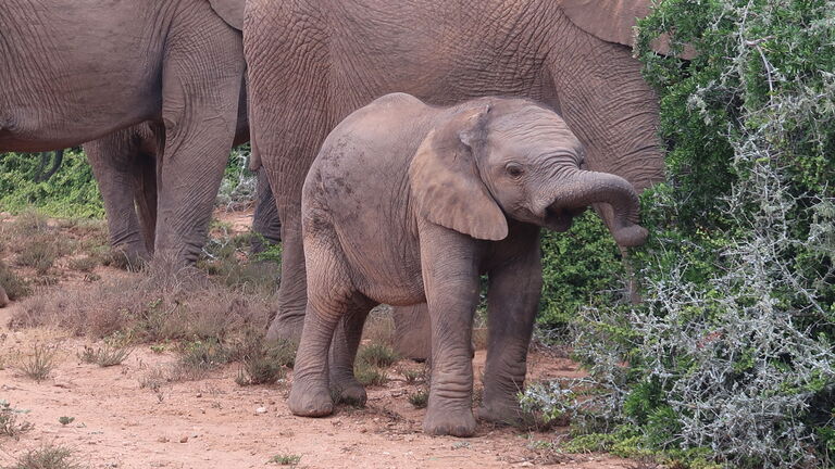 Addo Elephant Nationalpark und Longhill‑Wildreservat