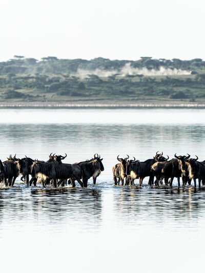 Mara-Fluss – Erlebnisreise entlang der großen Tierwanderungen