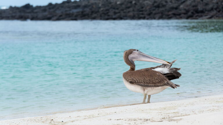 Tortuga Bay – Strand und Schnorcheln