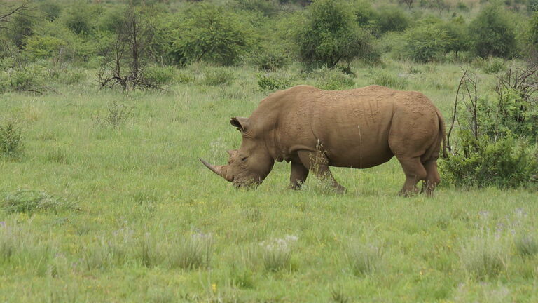Ziwa‑Nashorn‑Schutzgebiet und Murchison Falls