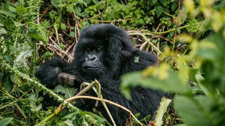 Freier Tag – weitere Gorilla‑Option oder Erholung