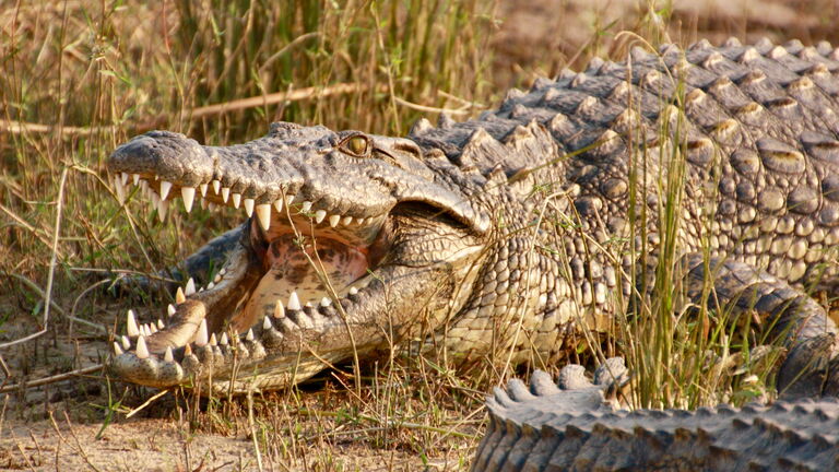 Frühstart am Ruaha‑Fluss