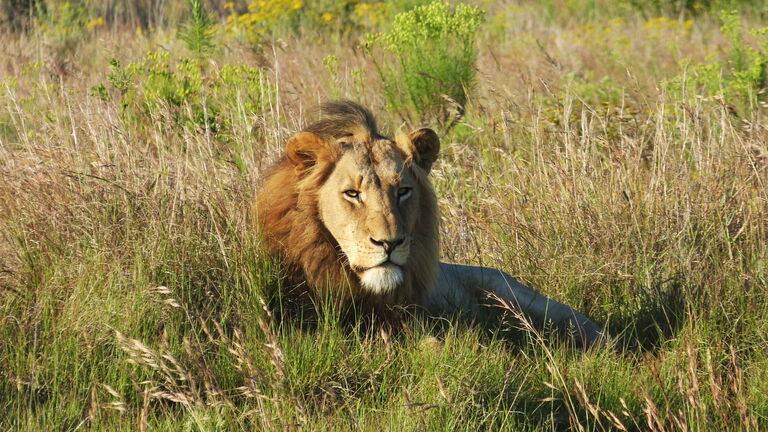 Fahrt zum Krüger‑Nationalpark – Letaba