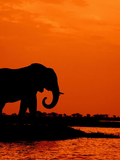 Moremi – Faszination Okavango-Delta