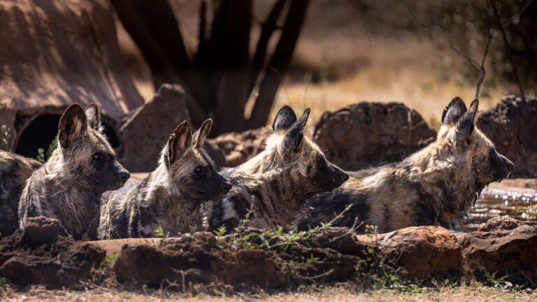 Safari und Nachtsafari im Nyerere‑Nationalpark