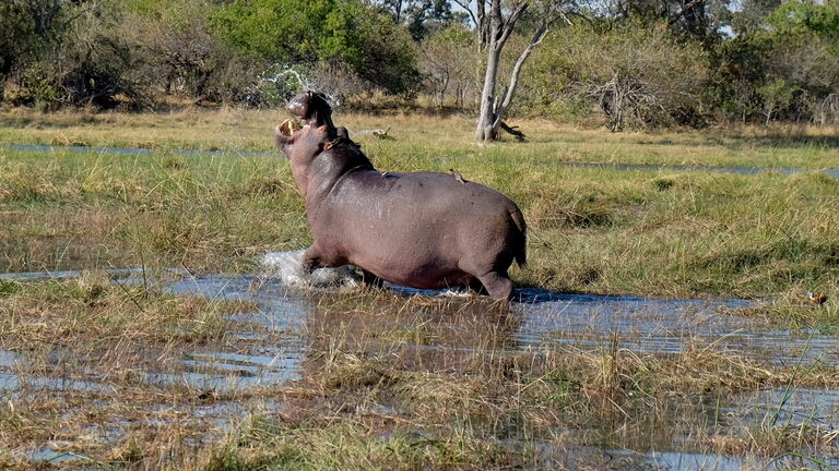 Bootsafari und Pirschfahrt im Liwonde‑Nationalpark