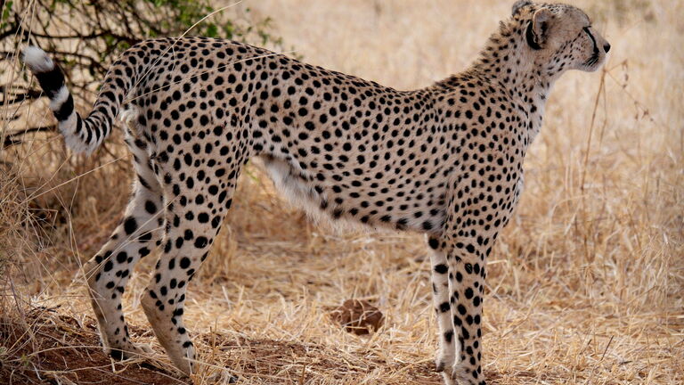 Serengeti‑Erlebnis