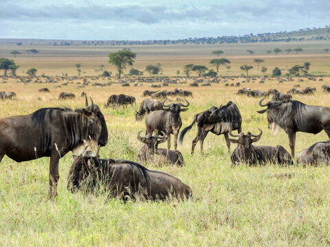 Masai Mara – Safari‑Faszination in Kenia und Tansania