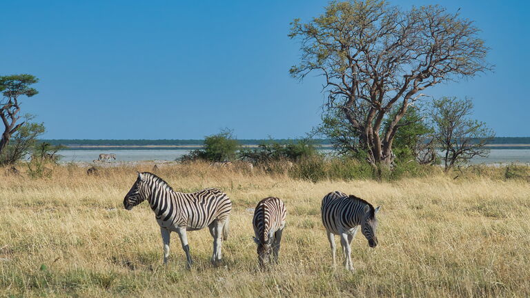 Privatsafari im Moremi‑Schutzgebiet und optionale Hubschrauber‑Rundflieg