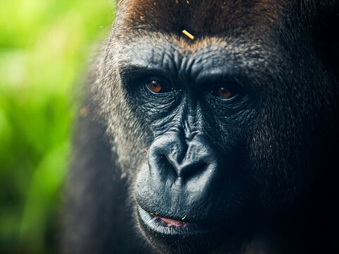 Uganda – Gorillas hautnah
