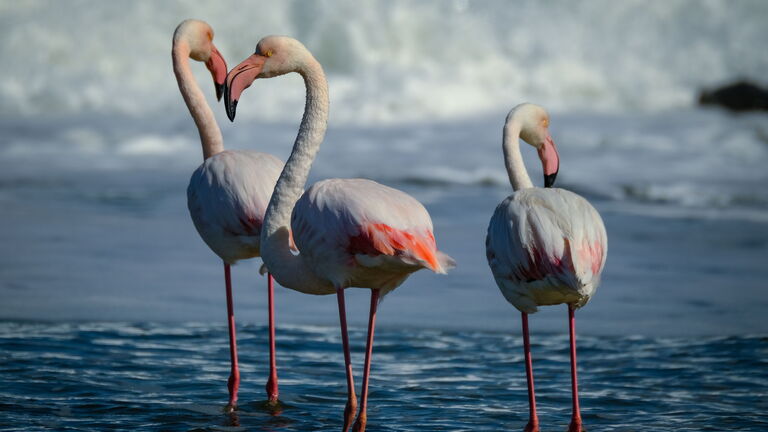 Natronsee – Flamingos und Wasserfallwanderung