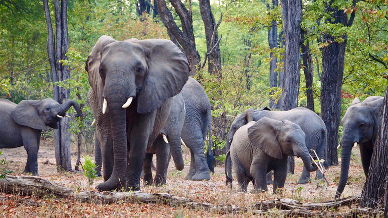 Ankunft in Blantyre und erster Safari im Majete‑Wildreservat