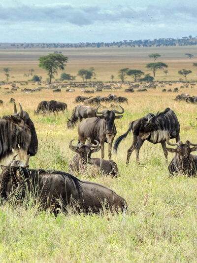 Masai Mara – Safari‑Faszination in Kenia und Tansania