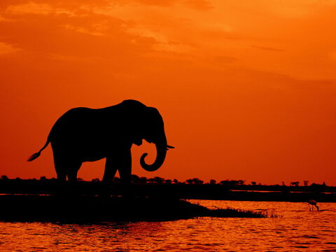 Moremi – Faszination Okavango-Delta