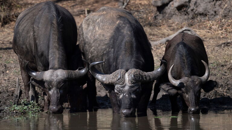 Safari abseits des Flusses