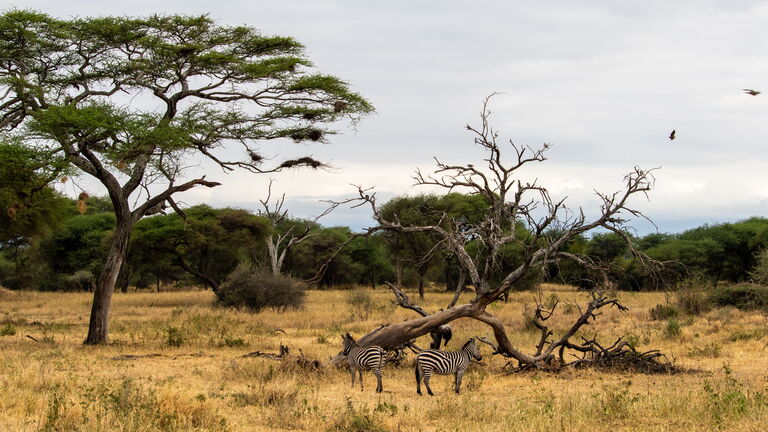 Ganztägige Pirschfahrt in der Serengeti