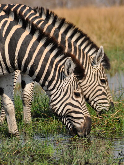 Buffalo – Wildes Naturerlebnis durch Simbabwe, Botswana und Namibia